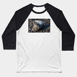 Seal Baseball T-Shirt